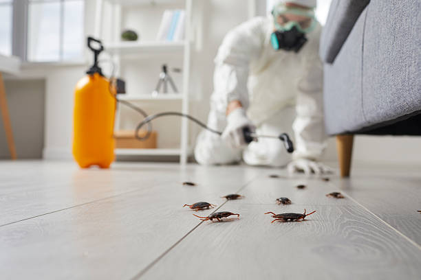 Commercial Kitchen Cockroach Control in South Congaree